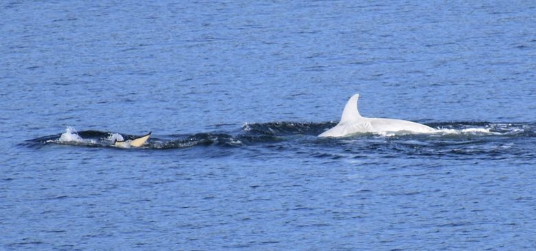 Orca Mug — Our Wild Puget Sound