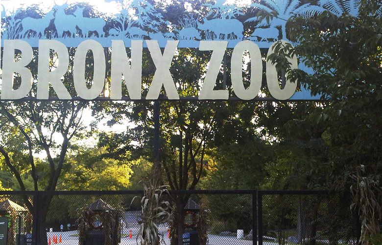 Tiger at NYC Bronx Zoo positive for coronavirus, first known