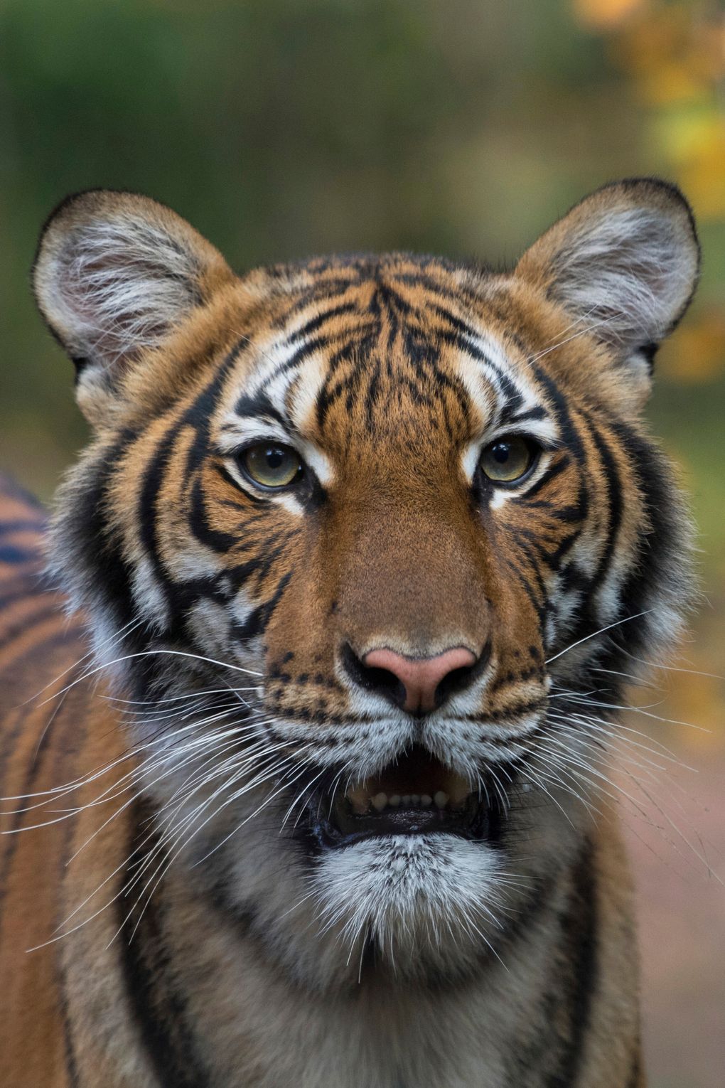 Nadia, a Malayan tiger at the Bronx Zoo in New York, has tested positive for the new coronavirus, in what is believed to be the first known infection in an animal in the U.S. or a tiger anywhere, federal officials and the zoo said Sunday. (Julie Larsen Maher/Wildlife Conservation Society via AP, file)