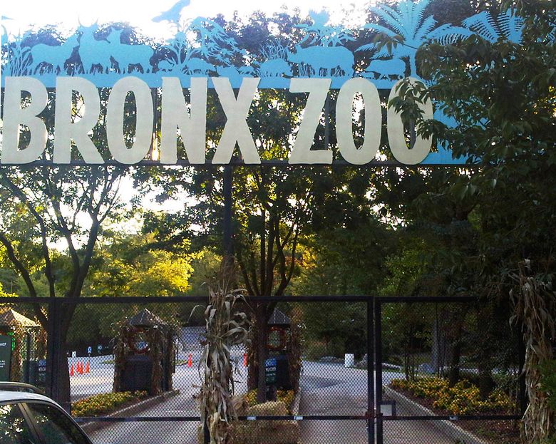 Tiger at NYC zoo tests positive for coronavirus; Audubon steps up