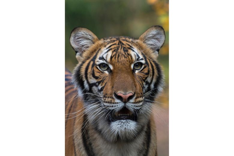 Bengal Tiger in New York 