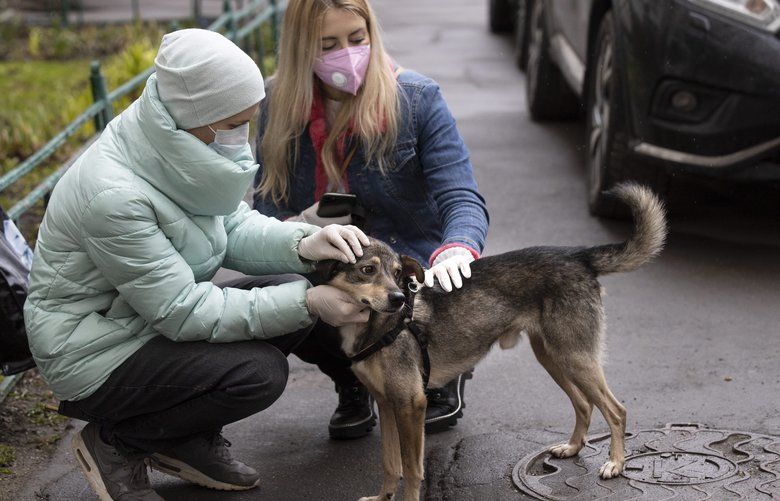 In this photo taken on Saturday, April 25, 2020, Alexandra Novatova, left, and Anastasia Medvedeva, one of the organizers of the online adoption initiative called “Happiness Delivered At Home”, both wearing face masks and gloves to protect from coronavirus, pet Barly, the two year old mutt dog at Novatova’s apartment building in Moscow, Russia. Alexandra Novatova opted to use a delivery service a big decision because she was ordering more than a pizza or a shipment of toilet paper. She got a dog brought to her door. With humans spending all day at home, it’s an opportune period to find the time to acclimate a new dog and an online project is capitalizing on this to match shelter dogs with people. (AP Photo/Alexander Zemlianichenko) XAZ903 XAZ903