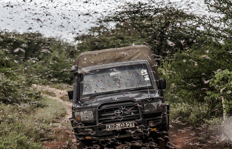 A massive swarm of locust surrounds a car in an area next to Archers Post, Kenya on April 24. MUST CREDIT: Photo for The Washington Post by Luis Tato 5ea9d808a9e196714d364765