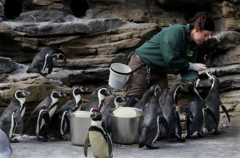 Alpha penguin' Celine Pardo keeps Woodland Park Zoo's 41 Humboldts healthy  and happy