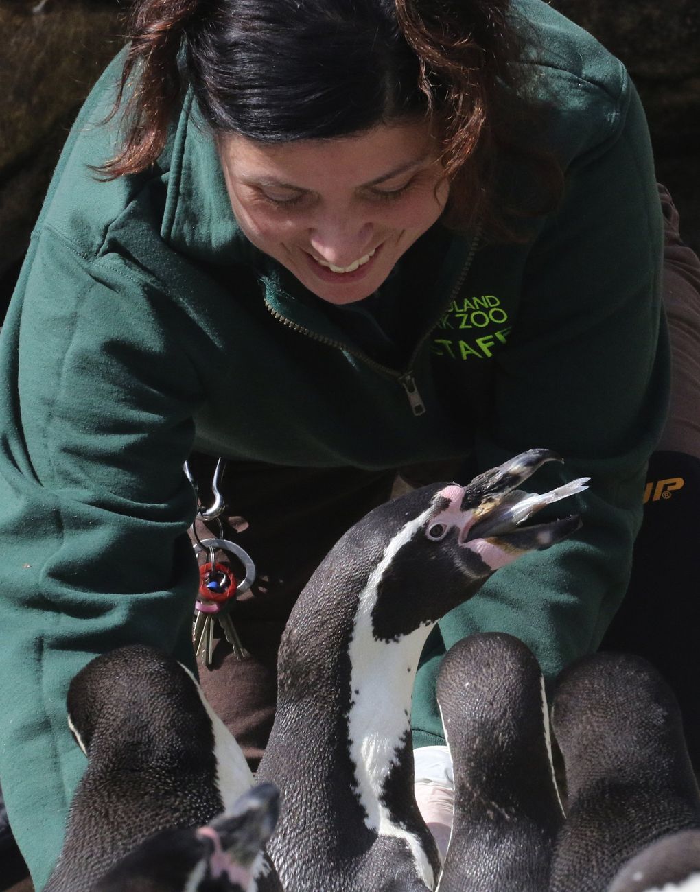 Celine Pardo knows the names, temperaments and personalities of each of the 41 Humboldt penguins she is the primary keeper for at the Woodland Park Zoo. (Alan Berner / The Seattle Times)