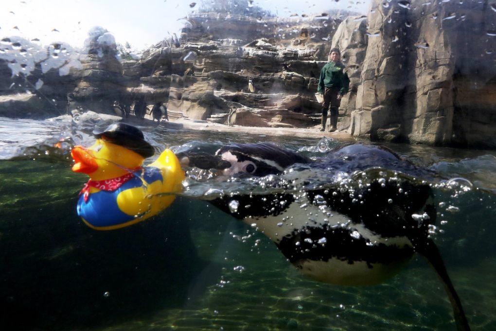 In hot pursuit, a Humboldt penguin is about to snag a rubber duck toy used for enrichment. The curious penguins get durable toys when the public isn’t present because the zoo doesn’t don’t want any objects thrown into the habitat. The zoo is currently closed to the public because of the coronavirus. (Alan Berner / The Seattle Times)
