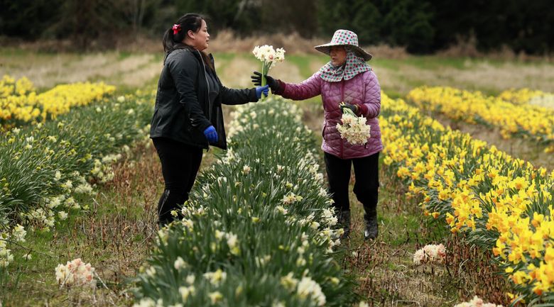 Mary Thao harvests daffodils with her mother, Xai Cha, at Xai C. Farm in Snohomish. Thao, who works on the farm with her parents, will eventually take over their business. “They were able to come to America with the help of few and limited resources— they were able to persevere,” says Thao. “To me, it’s definitely an honor to take it on and take over.” (Erika Schultz / The Seattle Times)