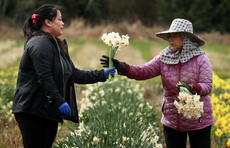 Mary Thao harvests daffodils with her mother Xai Cha at Xai C. Farm CQ in Snohomish, Wash. Thao, who works on the farm with her parents, will eventually take over their business. “They were able to come to America with the help of few and limited resources- they were able to persevere,” says Thao. “To me, it’s definitely an honor to take it on and take over.” 213664