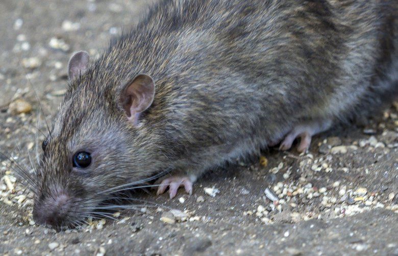 CDC Warns Of ‘aggressive’ Rats Searching For Food During Shutdowns ...