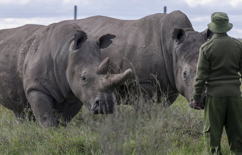 FILE – In this Friday, May 1, 2020 file photo, a ranger observes the last remaining two northern white rhinos Fatu, left, and Najin, right, at the Ol Pejeta conservancy in Kenya. Groundbreaking work to keep alive the nearly extinct northern white rhino – population, two – by in-vitro fertilization has been hampered by travel restrictions caused by the new coronavirus. (AP Photo/Khalil Senosi, File) NAI507 NAI507