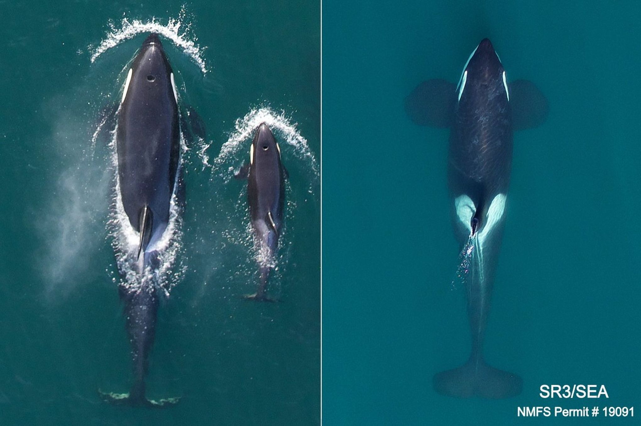 Will orcas thrive in the coronavirus pandemic's quieter waters? Scientists  aim to find out