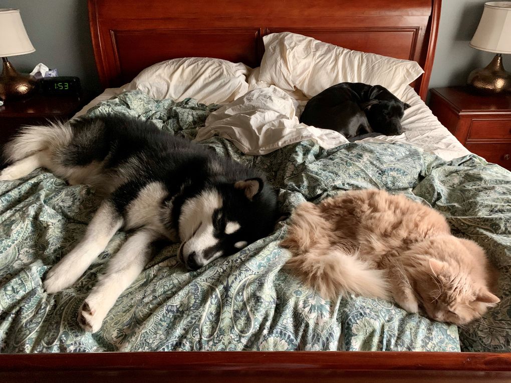 Dubs II takes a nap with his buddies, Lucy and Dasher. (photo courtesy of Davina Gruenstein)