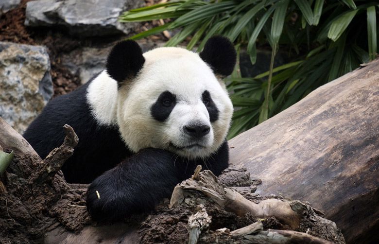 Calgary Zoo returning pandas to China due to bamboo barriers The