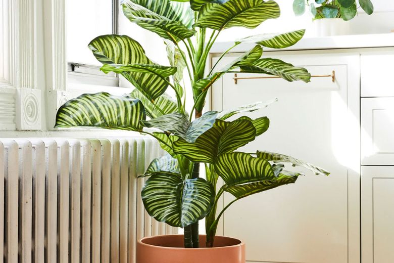 The Drawbacks of Fake Plants and Why to Grow Real Houseplants