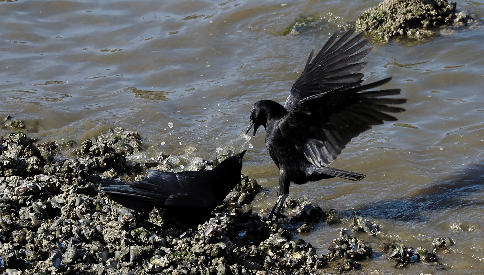 Birds of a Black Feather Flock Together! - The Local Reporter