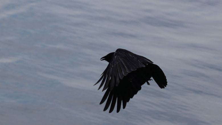 Crows might pose a challenge or two, but their intelligence and humanlike  complexity resonate with Seattle like nowhere else | The Seattle Times