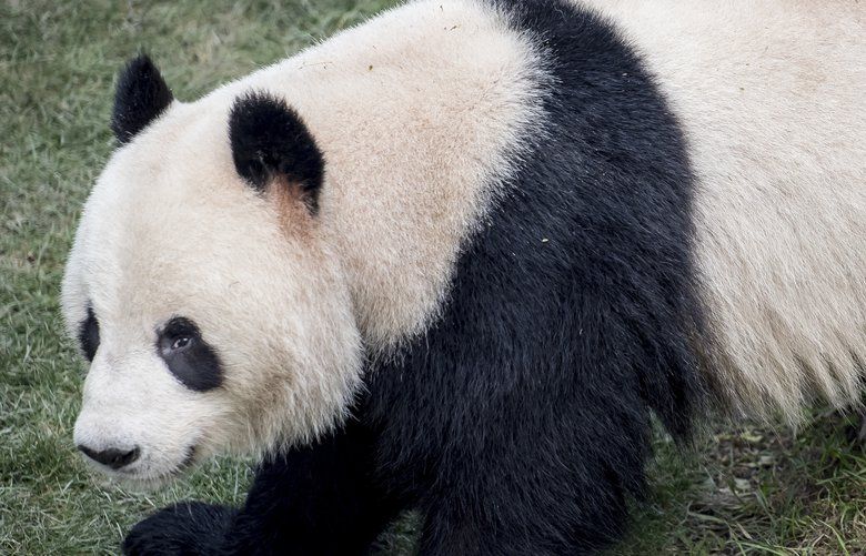 Panda escapes from enclosure at Danish zoo; returned safely The