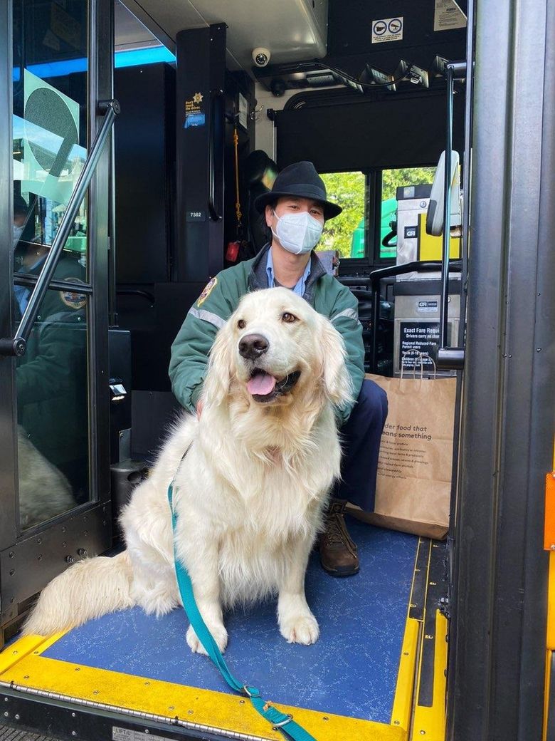 Can Therapy Dogs Go In Restaurants