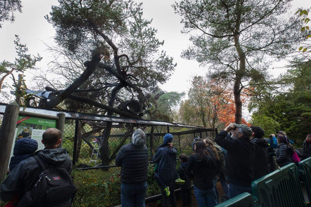Pre-coronavirus times, visitors at the Woodland Park Zoo look up at Hazel, a red panda, and one of her twin female cubs. (Ellen M. Banner / The Seattle Times)