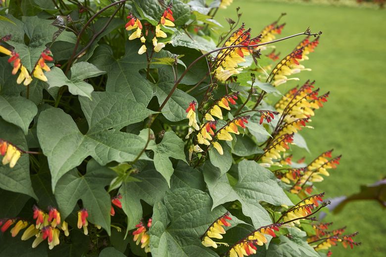 Purple Metallic Blossom Creeper from TUK