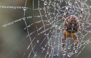 Spiders Are Found In 100% Of Homes & Could Eat Us All - Riot Fest