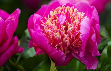 One of several peonies growing in Joanne White’s Redmond area garden.

Photographed on June 6, 2020.  213208