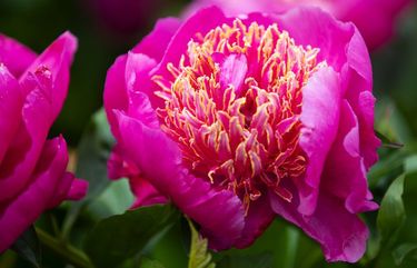 One of several peonies growing in Joanne White’s Redmond area garden.
Photographed on June 6, 2020. 213208