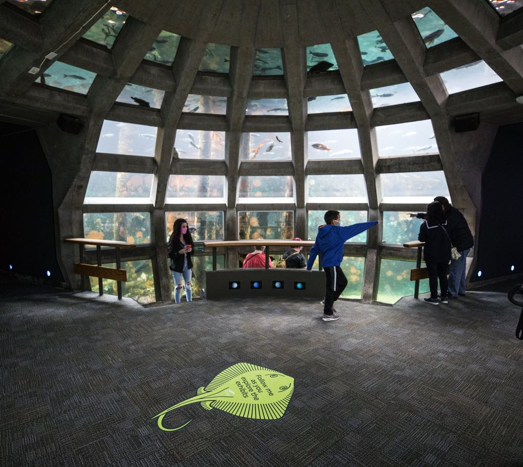 The manta ray points visitors in the right direction as they walk through the Seattle Aquarium exhibits. (Steve Ringman / The Seattle Times)