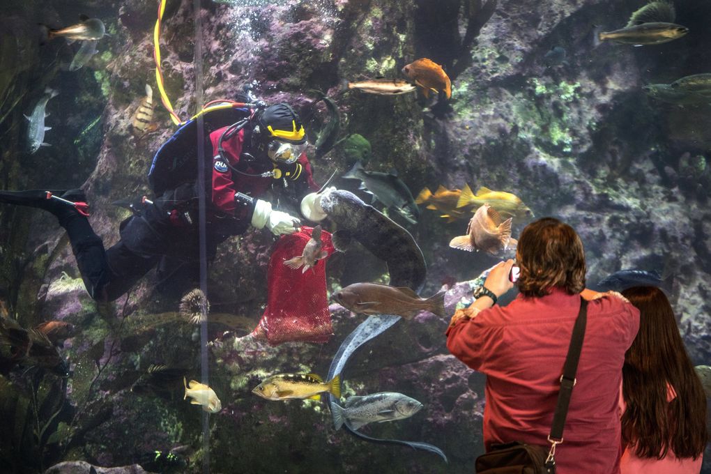 A diver feeds the fish swimming around in the Window on Washington Waters exhibit, entertaining visitors during the Seattle Aquarium’s reopening on Monday, June 30. (Steve Ringman / The Seattle Times)