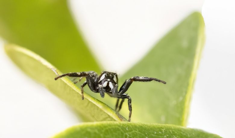 How the Jumping Spider Sees Its Prey - The New York Times