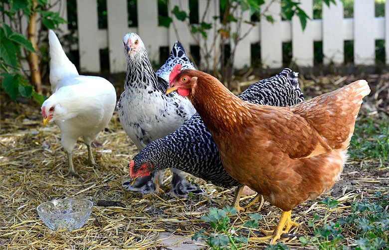 DIY Egg Washer!! Too EASY!  BackYard Chickens - Learn How to