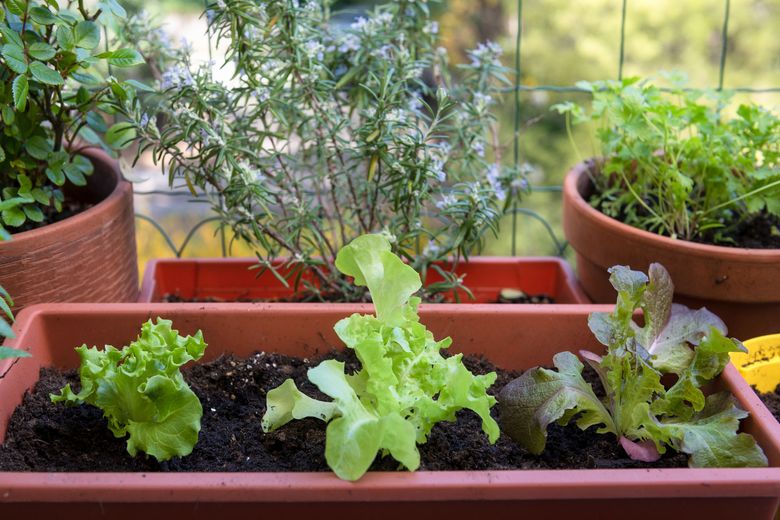 You can grow vegetables in containers