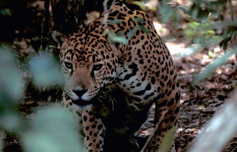 An undated photo provided by the U.S. Fish and Wildlife Service shows a jaguar. Poaching of the big cats is on the rise, and a new study links their slaughter to corruption as well as invstment from Chinese companies. (Gary Stoltz/U.S. Fish and Wildlife Service via The New York Times) **EDITORIAL USE ONLY**