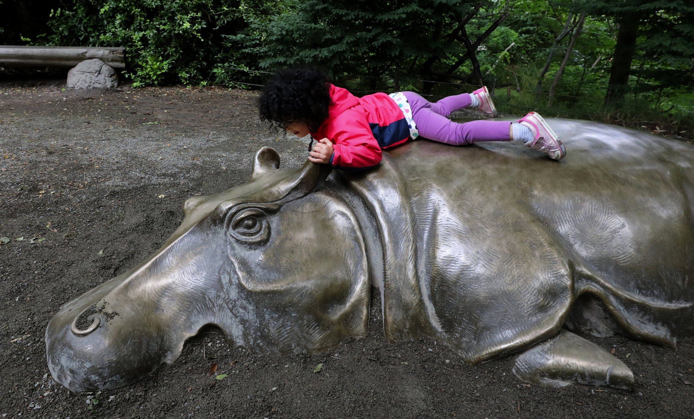 Woodland Park Zoo reopens to the public. Here's how the animals