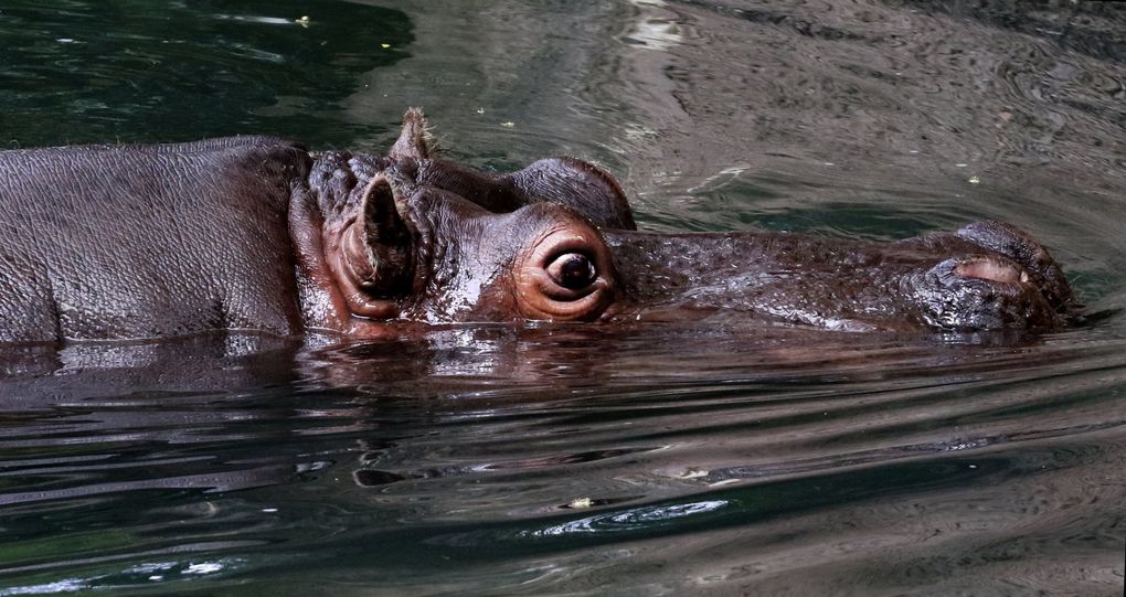 Hippos, like this one shown at the Woodland Park Zoo at its reopening July 1, are adept swimmers. (Alan Berner / The Seattle Times)