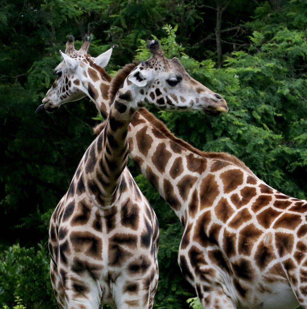 Two Woodland Park Zoo giraffes on reopening day July 1. (Alan Berner / The Seattle Times)