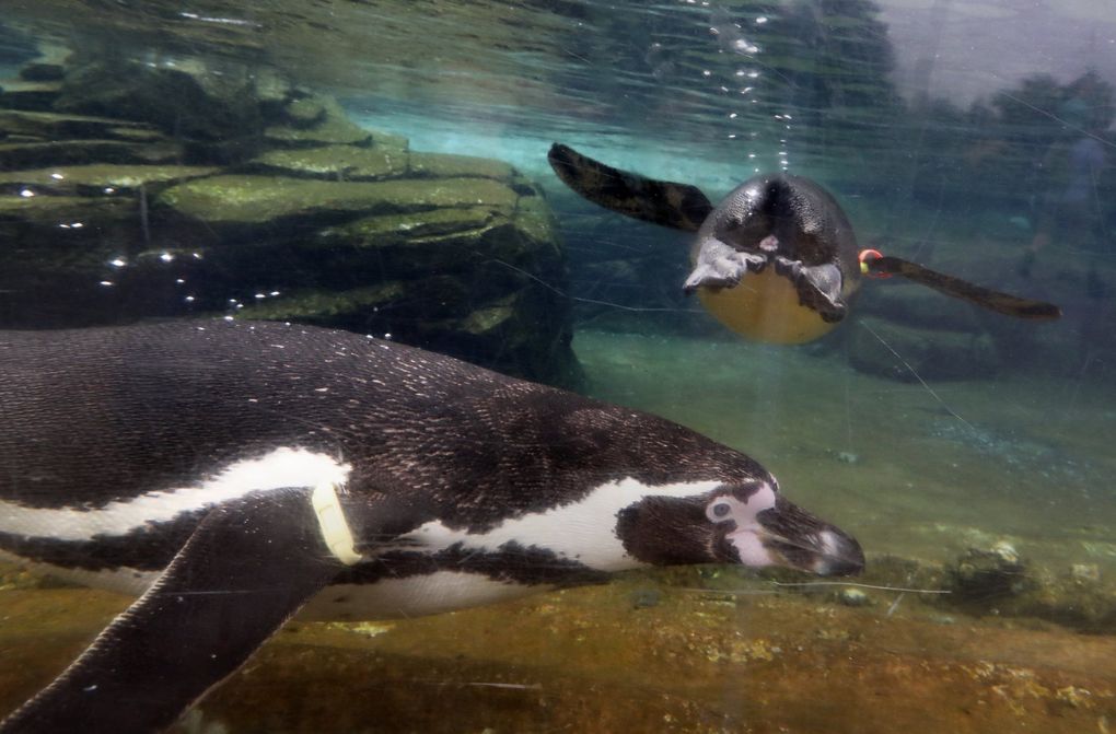 Humboldt penguins are native to the dry shorelines of Chile and Peru. There are 41 penguins at the Woodland Park Zoo and they cruise at 20 miles per hour underwater. The zoo reopened July 1 to the public at 25% capacity. (Alan Berner / The Seattle Times)