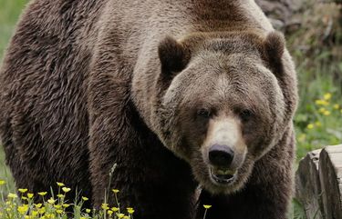 Feds identify preferred plan to reintroduce grizzly bears in North