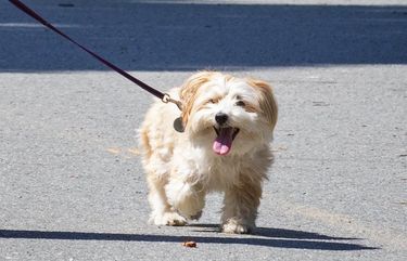 Ralph Leitner of Seattle walks with his dog, Zuzu’s Petals, around Green Lake Monday, July 6, 2020. Lots of people were on the 2.8 mile-long Green Lake path and most were not wearing masks but were practicing social distancing. 214419