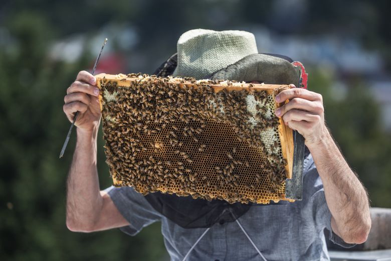 How to become a backyard beekeeper - The Washington Post