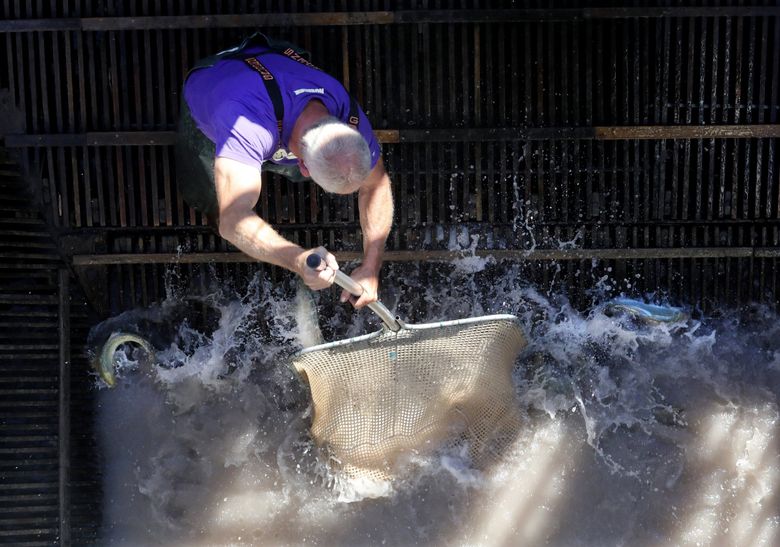Fish traps were banned, but some now say 'it's the future' for Columbia  River salmon