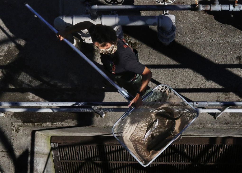 Julian Close with Puyallup Tribal Fisheries transfers a netted salmon from the trap to a data-check station to determine its origin, measure its length and take a DNA sample. (Alan Berner / The Seattle Times)