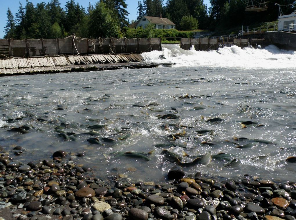 A massive run of pink salmon swarms the old diversion dam at Buckley, WA used to divert, capture and transport fish 12 miles upstream, above the Mud Mountain Dam. An all-new fish collection and transport facility built by the US Army Corps of Engineers replaced the 119-year old structure, and nearly 80-year old fish trap. The new facility is sized to manage more than 1 million fish a year and will be completed by October. (Eric Warner / Muckleshoot Indian Tribe)