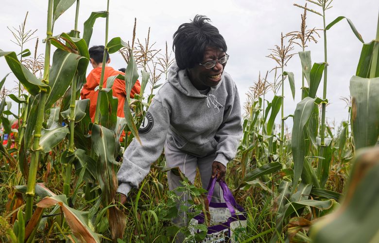 Iola Brown helps pick hundreds of ears of corn on behalf of the Society of St. Andrew, at Long & Scott Farms, in Mount Dora, Fla., June 4, 2020. The age-old tradition of gleaning suddenly has fresh urgency in the pandemic, delivering surplus produce to Americans who can’t feed their families. (Eve Edelheit/The New York Times)