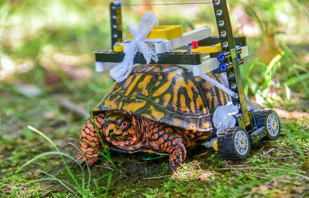 Turtle that used Lego wheelchair to heal is released in Maryland