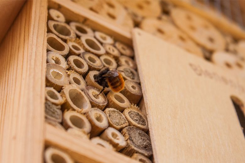 BeeTubes for Native Bees  Nesting Materials for Bee Houses