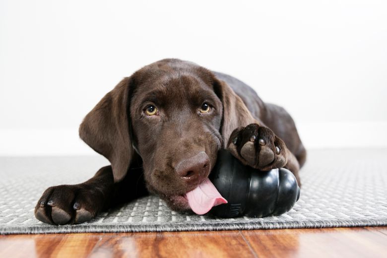 New Puppy Supplies: What You'll Need When You Bring Them Home