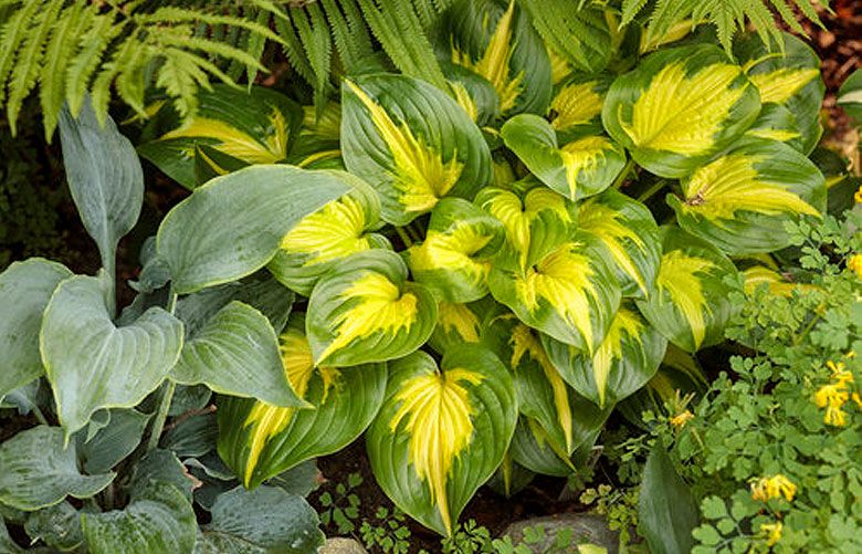 Bring this line of championship hostas into your garden | The Seattle Times