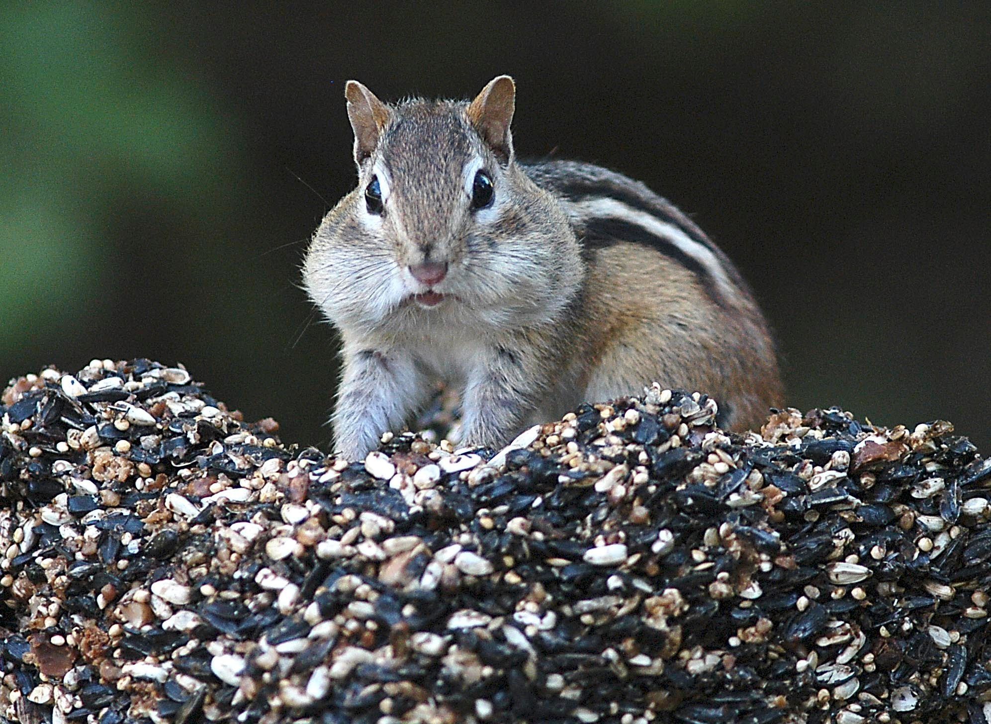 Chipmunks, fattened up on acorns, are driving people nuts | The
