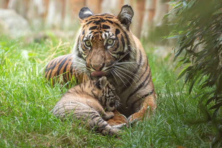 Sumatran tiger cub learns to hunt from mother at Poland zoo